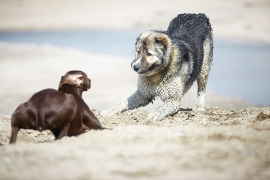 Körpersprache - Hundepsychologie Und Verhaltenstherapie